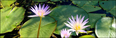 Lotus blossoms from the Cairo Museum pool, Cairo, Egypt. Photo by Ruth Shilling.